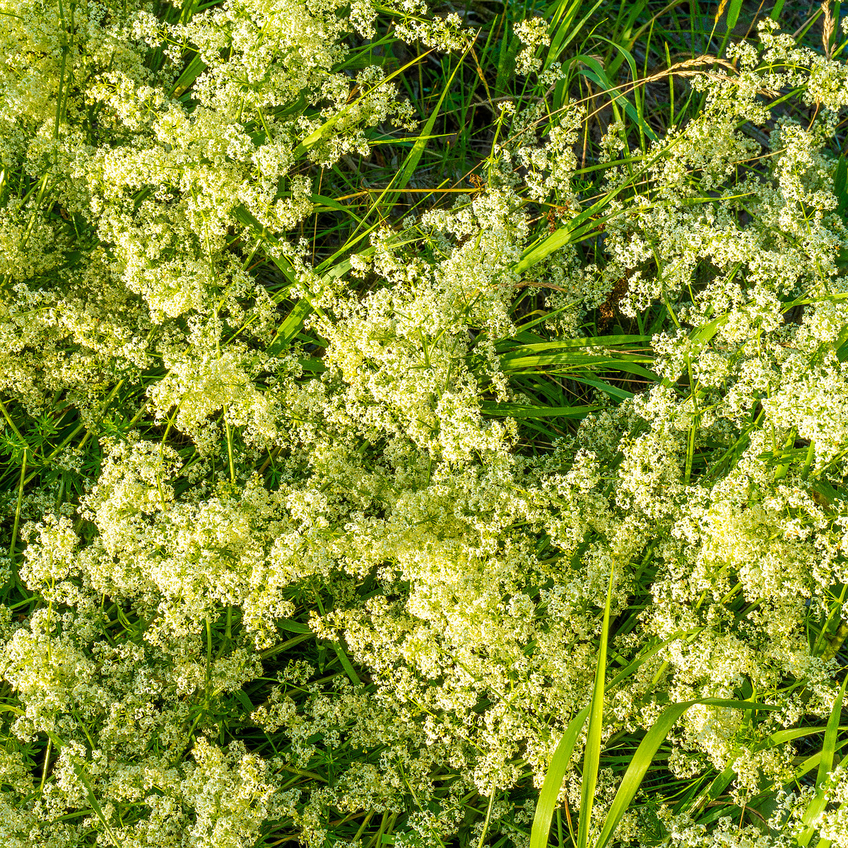 !kiikri_old_deserted_grassland-83