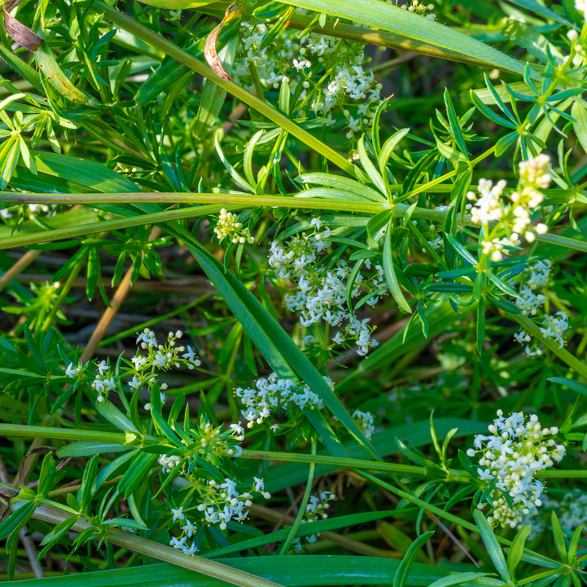 kiikri_old_deserted_grassland-92