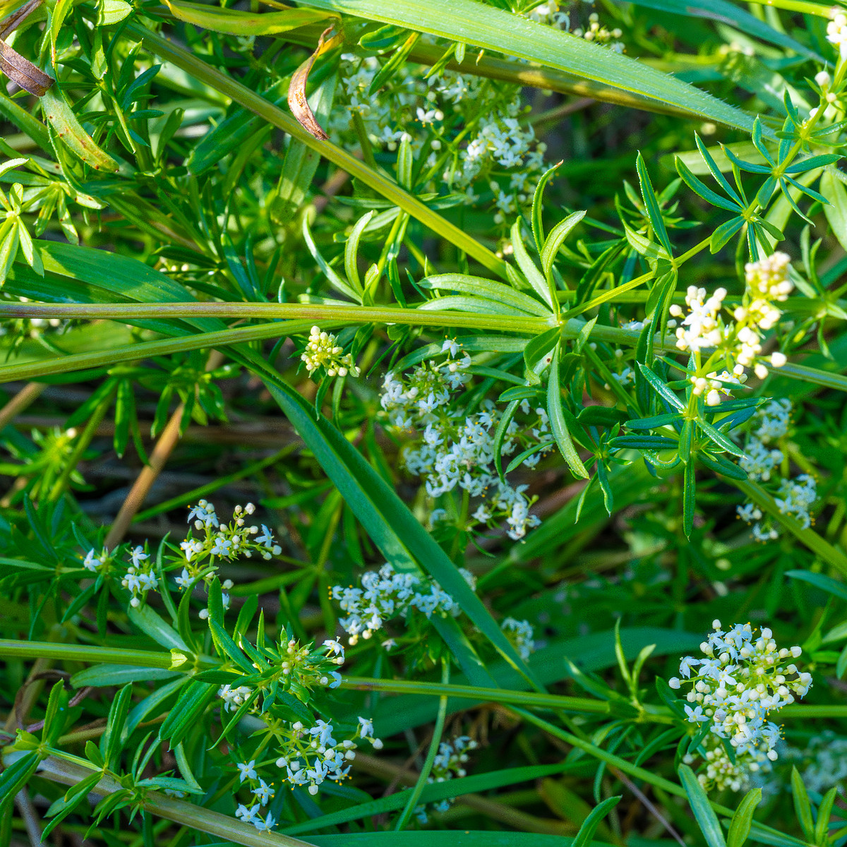 kiikri_old_deserted_grassland-93