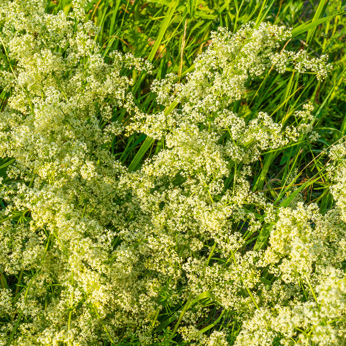 kiikri_old_deserted_grassland-94