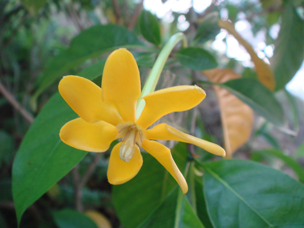 Гардения золотая - Gardenia carinata