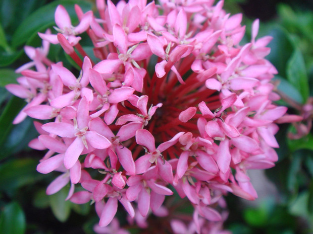 Иксора тайванская - Ixora taiwanensis