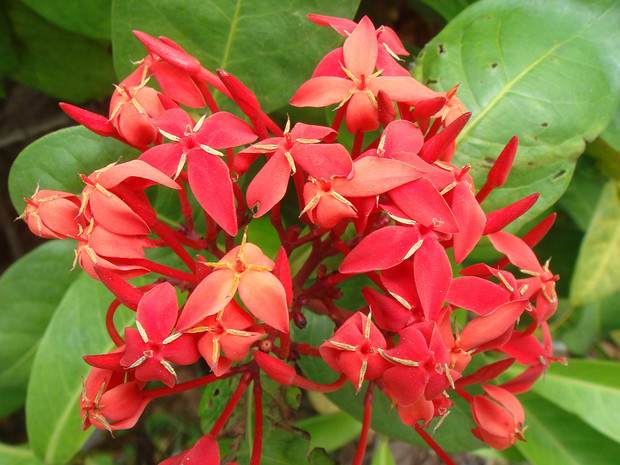 Иксора ярко-красная - Ixora coccinea