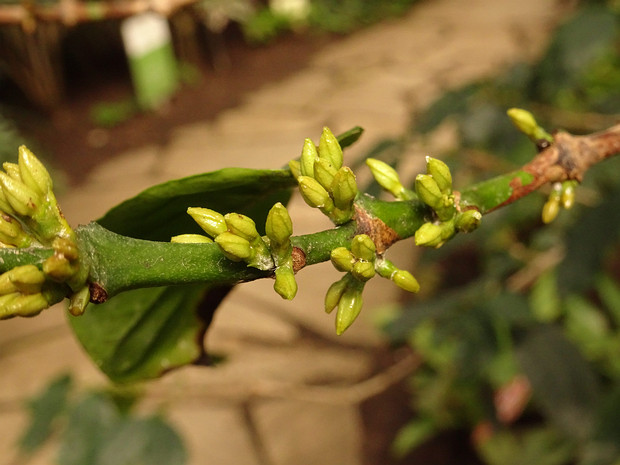 Кофе аравийский - Coffea arabica