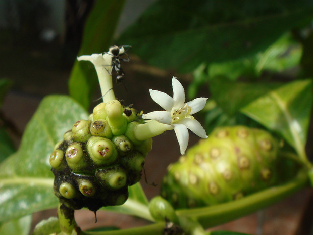 Моринда цитрусолистная - Morinda citrifolia