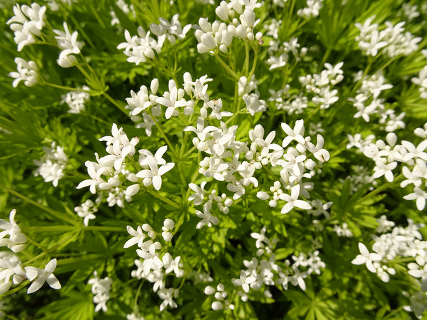 Подмаренник душистый - Galium odoratum