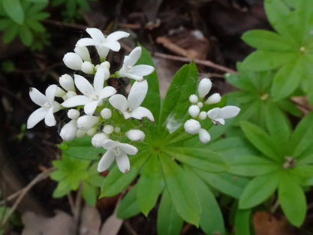 Подмаренник цепкий - Galium aparine