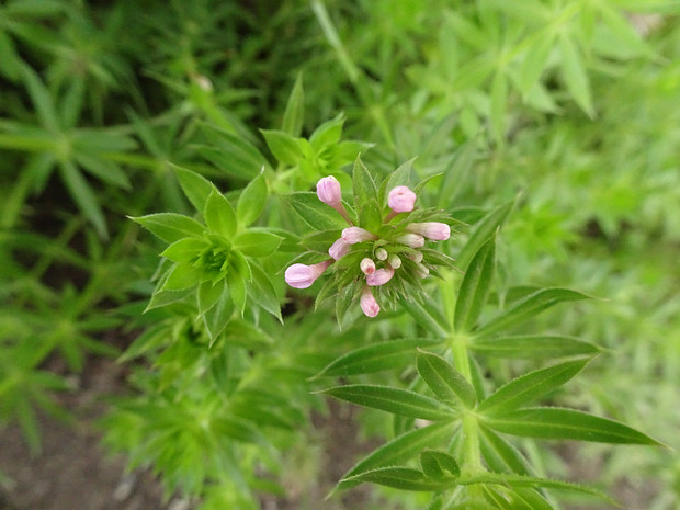 Фуопсис столбиковый - Phuopsis stylosa