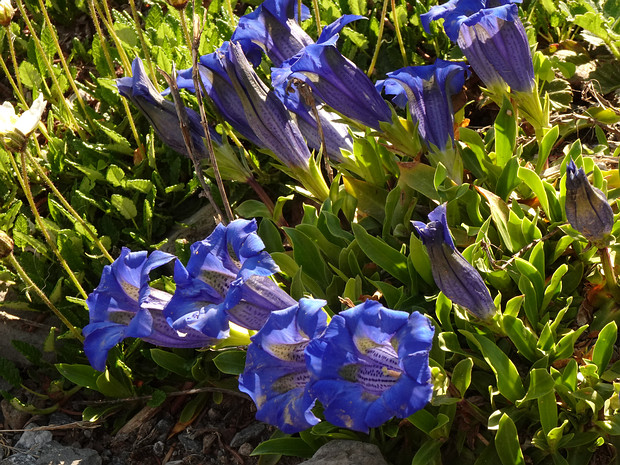 Горечавковые - Gentianaceae Gentianaceae is a family of flowering plants of 87 genera and about 1600 species. The family takes its name from the...