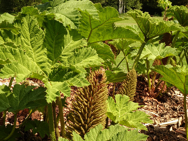 Гуннера красильная - Gunnera tinctoria