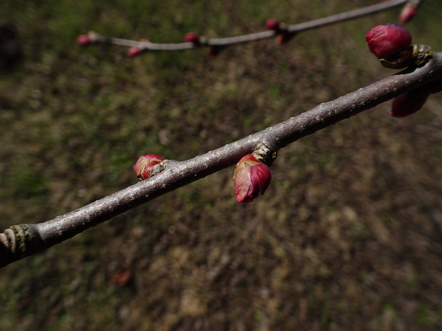 Багрянник японский - Cercidiphyllum japonicum