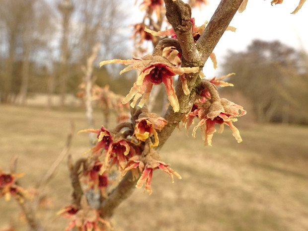 Гамамелис весенний форма войлочная - Hamamelis vernalis f. tomentella