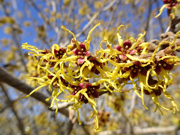 Гамамелис весенний - Hamamelis vernalis