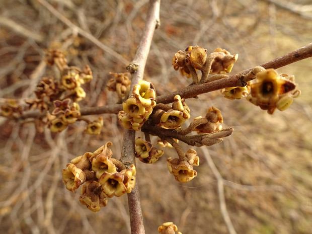 Гамамелис виргинский - Hamamelis virginiana