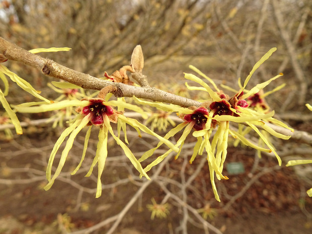 Гамамелис мягкий - Hamamelis mollis