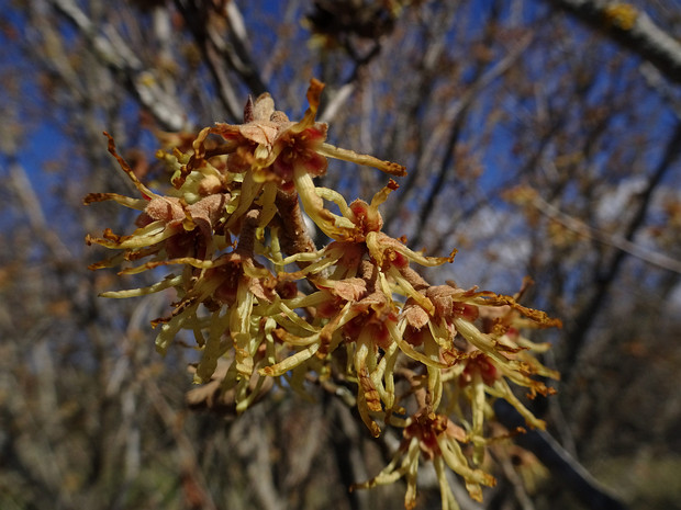 Гамамелис японский 'Цуккариниана' - Hamamelis japonica 'Zuccariniana'