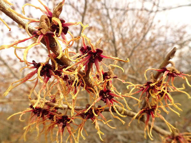 Гамамелис японский разн. желто-пурпурный - Hamamelis japonica var. flavo-purpurascens