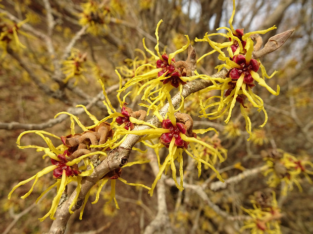 Гамамелис японский - Hamamelis japonica