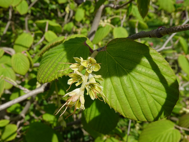 Корилопсис колосковый - Corylopsis spicata