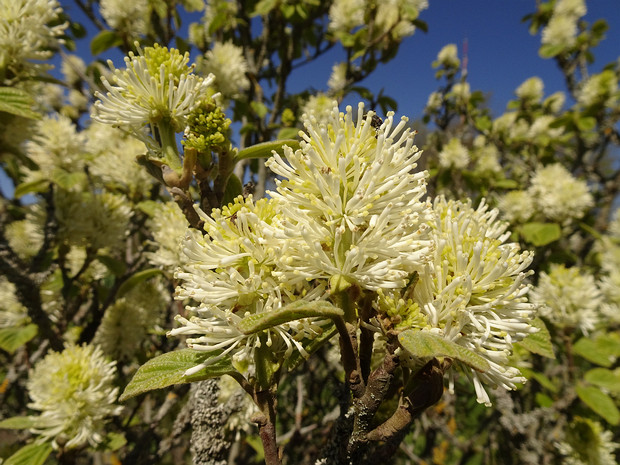 Фотергилла большая - Fothergilla major