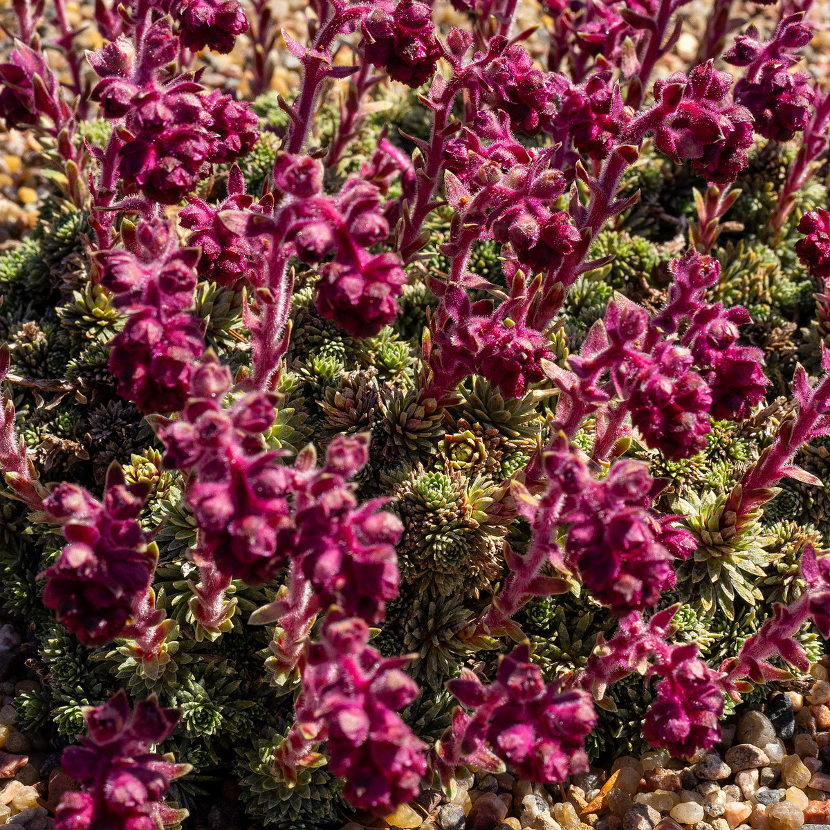 Камнеломка-вечноживая_Saxifraga-sempervivum_1-1