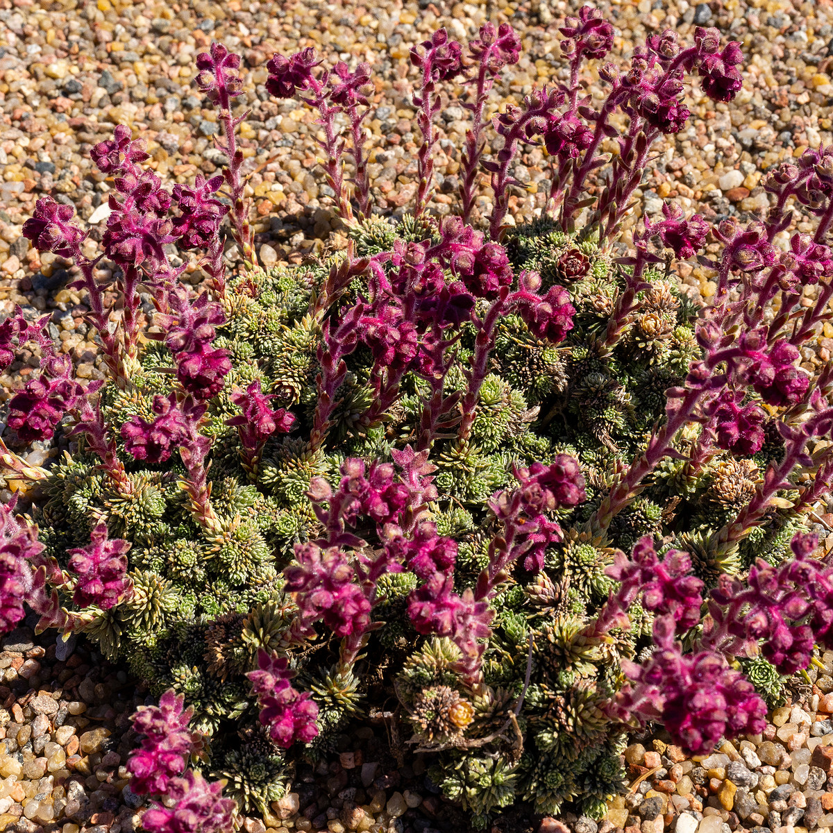 Камнеломка-вечноживая_Saxifraga-sempervivum_1-2