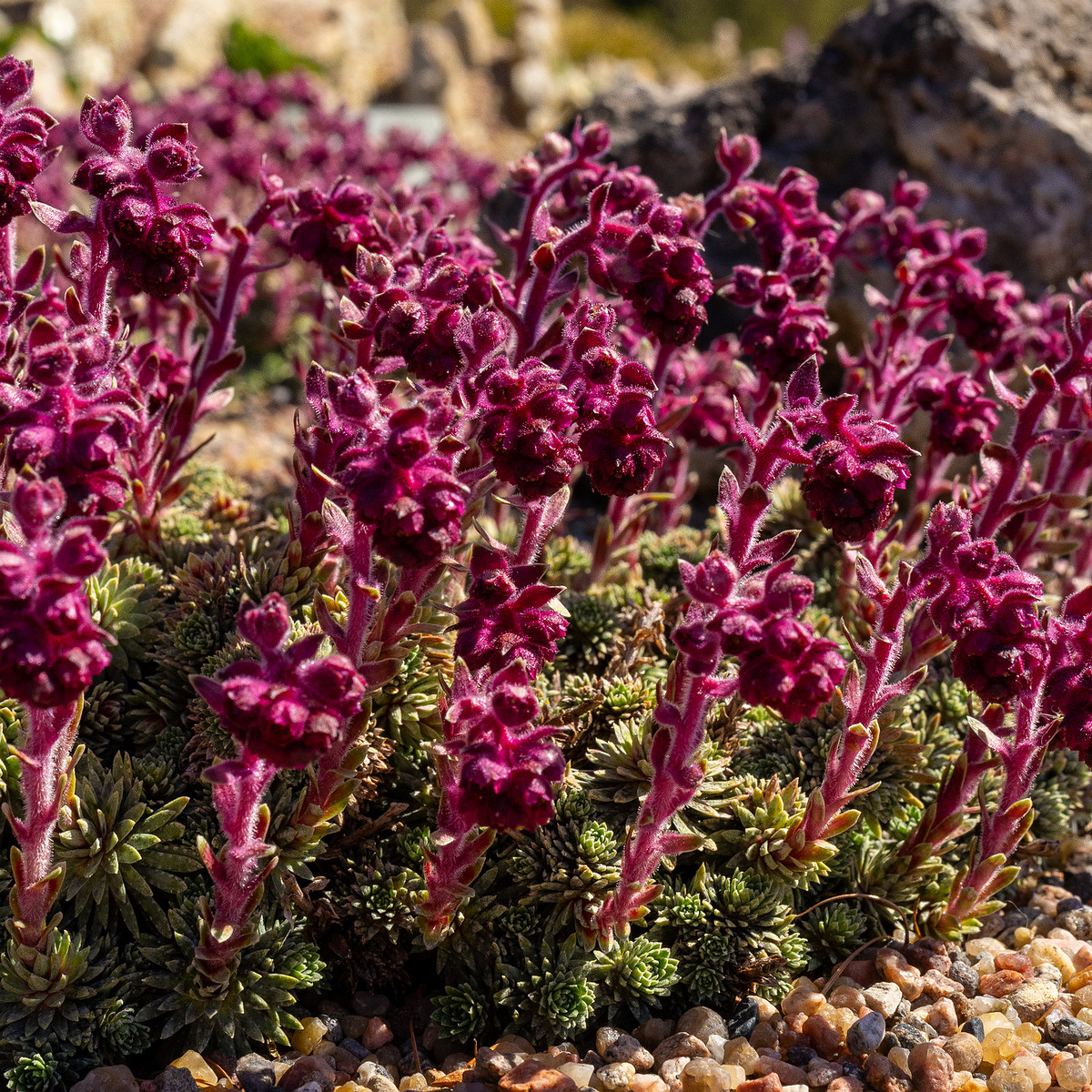 Камнеломка-вечноживая_Saxifraga-sempervivum_1-3