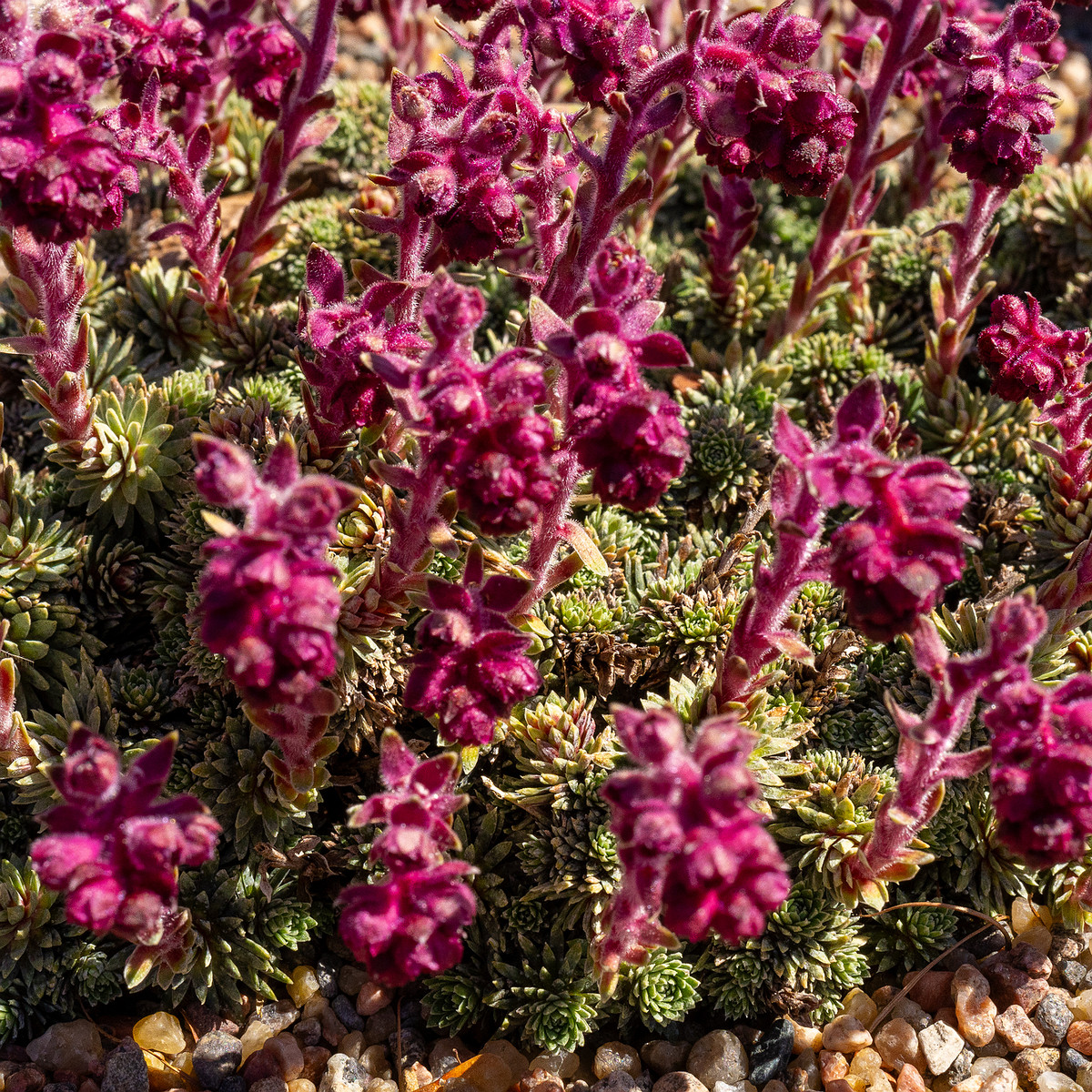 Камнеломка-вечноживая_Saxifraga-sempervivum_1-5