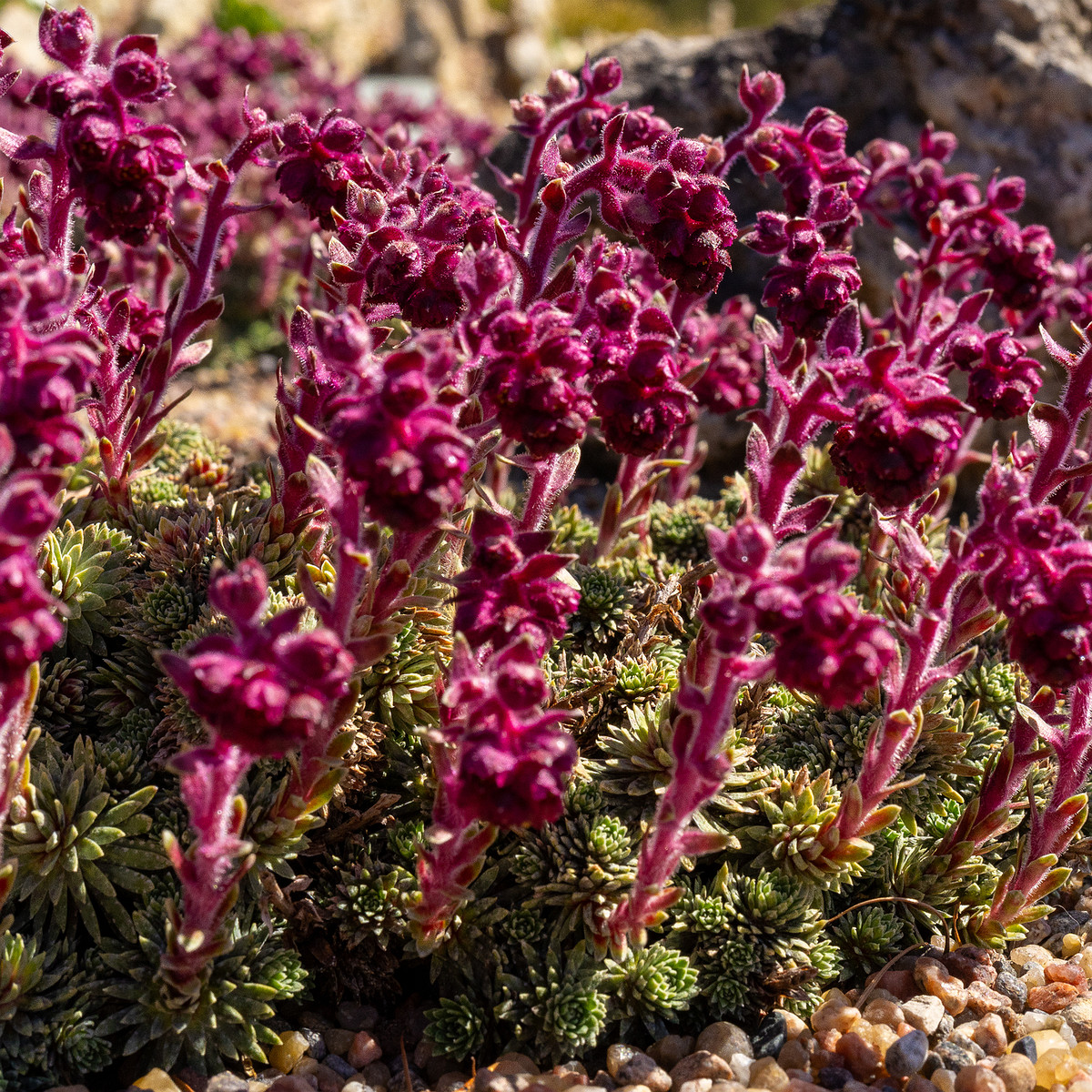 _Камнеломка-вечноживая_Saxifraga-sempervivum_1-4