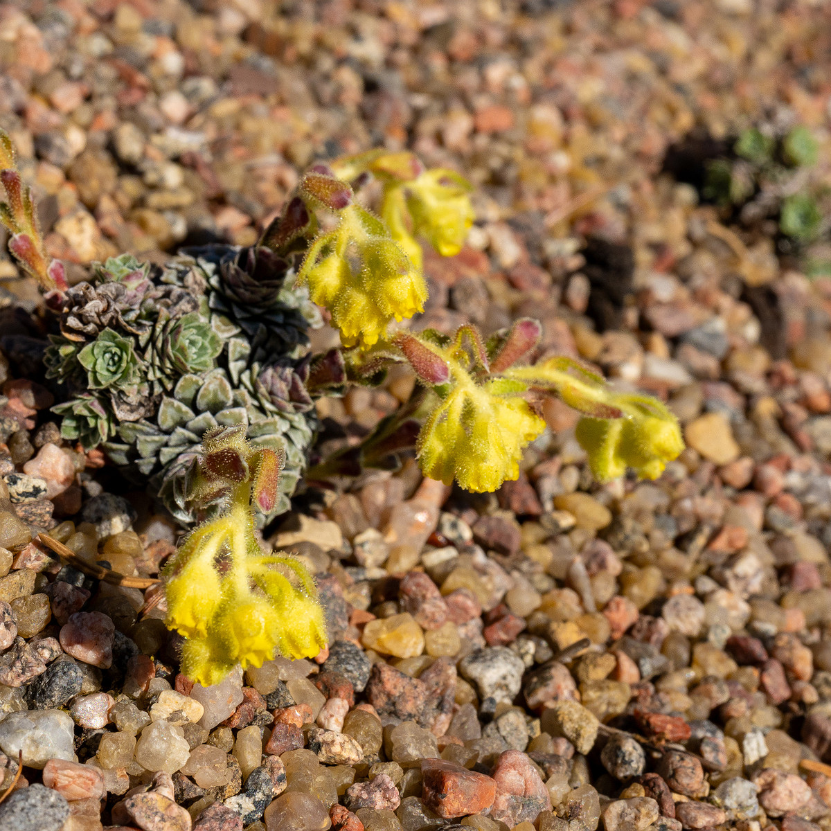 Камнеломка-жёлто-зелёная_Saxifraga-luteo-viridis_1-1