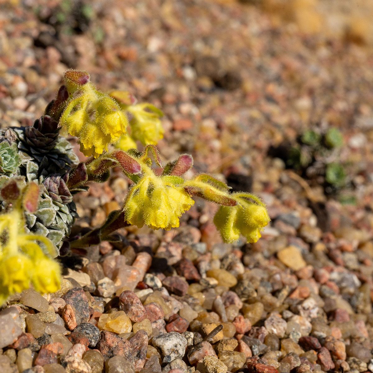 Камнеломка-жёлто-зелёная_Saxifraga-luteo-viridis_1-6