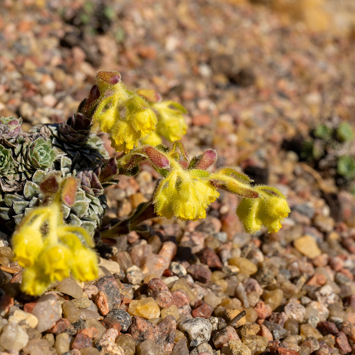 Камнеломка-жёлто-зелёная_Saxifraga-luteo-viridis_1-8