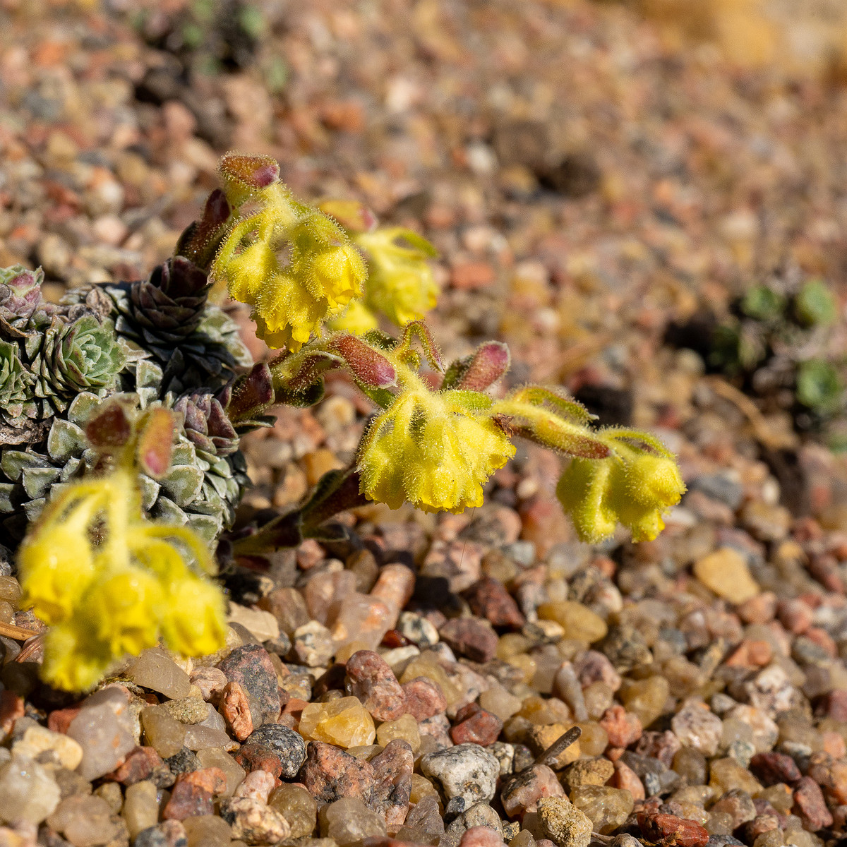 _Камнеломка-жёлто-зелёная_Saxifraga-luteo-viridis_1-7