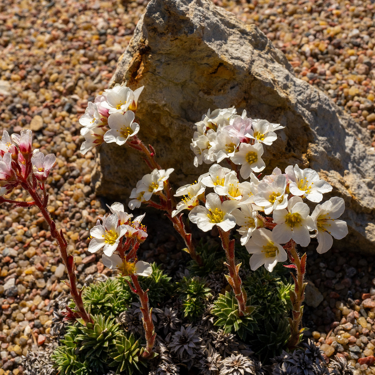 Камнеломка-скардская_Saxifraga-scardica_1-3