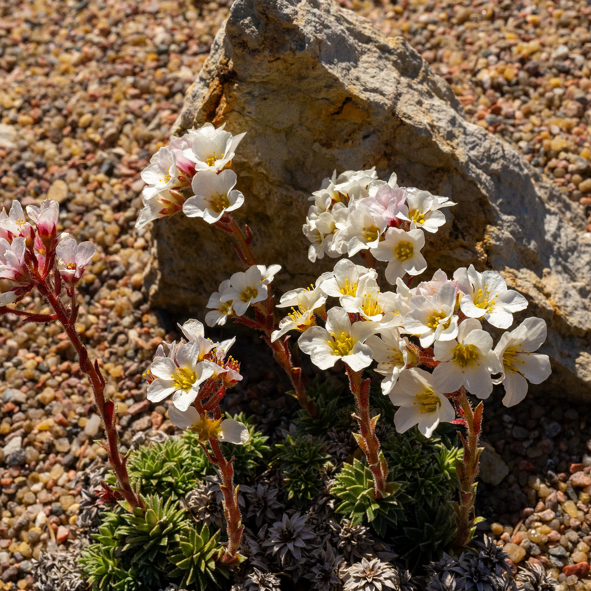 Камнеломка-скардская_Saxifraga-scardica_1-4