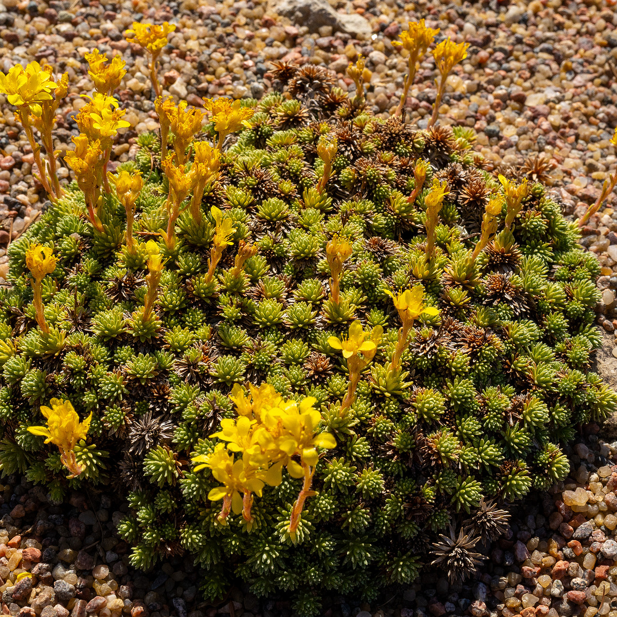 Камнеломка-Фердинанда-Кобургского_Saxifraga-ferdinandi-coburgi_1-1