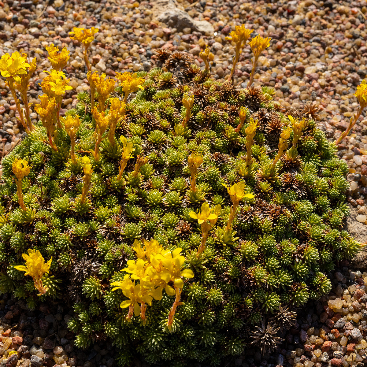 Камнеломка-Фердинанда-Кобургского_Saxifraga-ferdinandi-coburgi_1-2