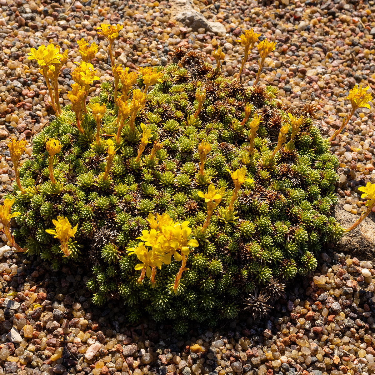 Камнеломка-Фердинанда-Кобургского_Saxifraga-ferdinandi-coburgi_1-3