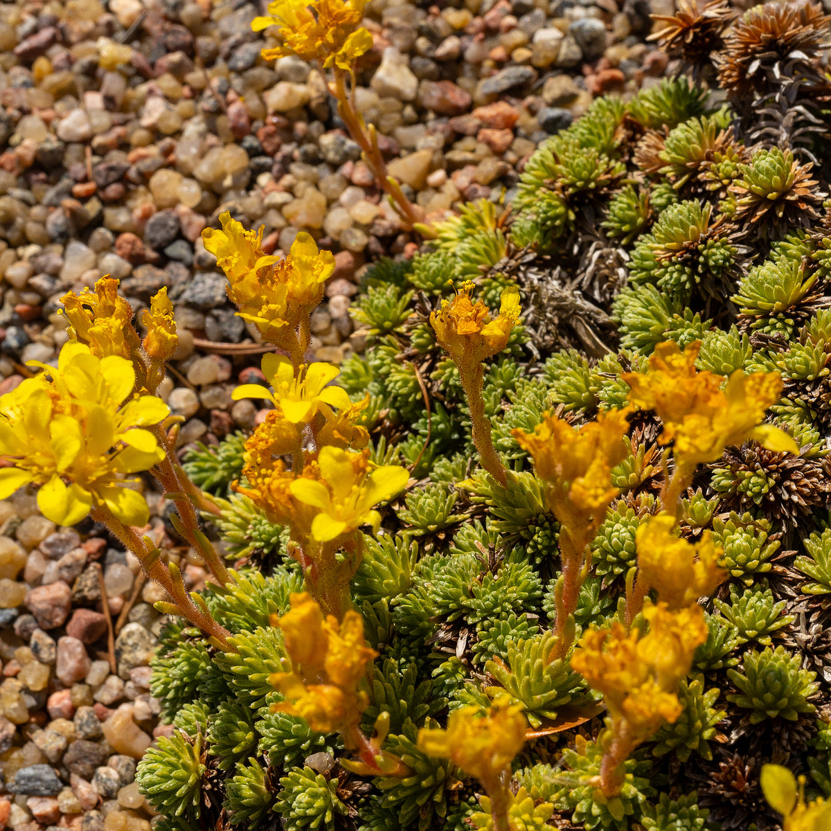 Камнеломка-Фердинанда-Кобургского_Saxifraga-ferdinandi-coburgi_1-5