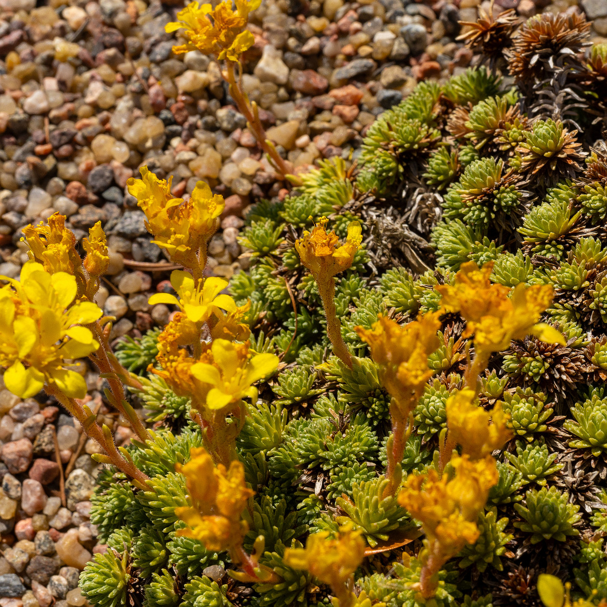 Камнеломка-Фердинанда-Кобургского_Saxifraga-ferdinandi-coburgi_1-6