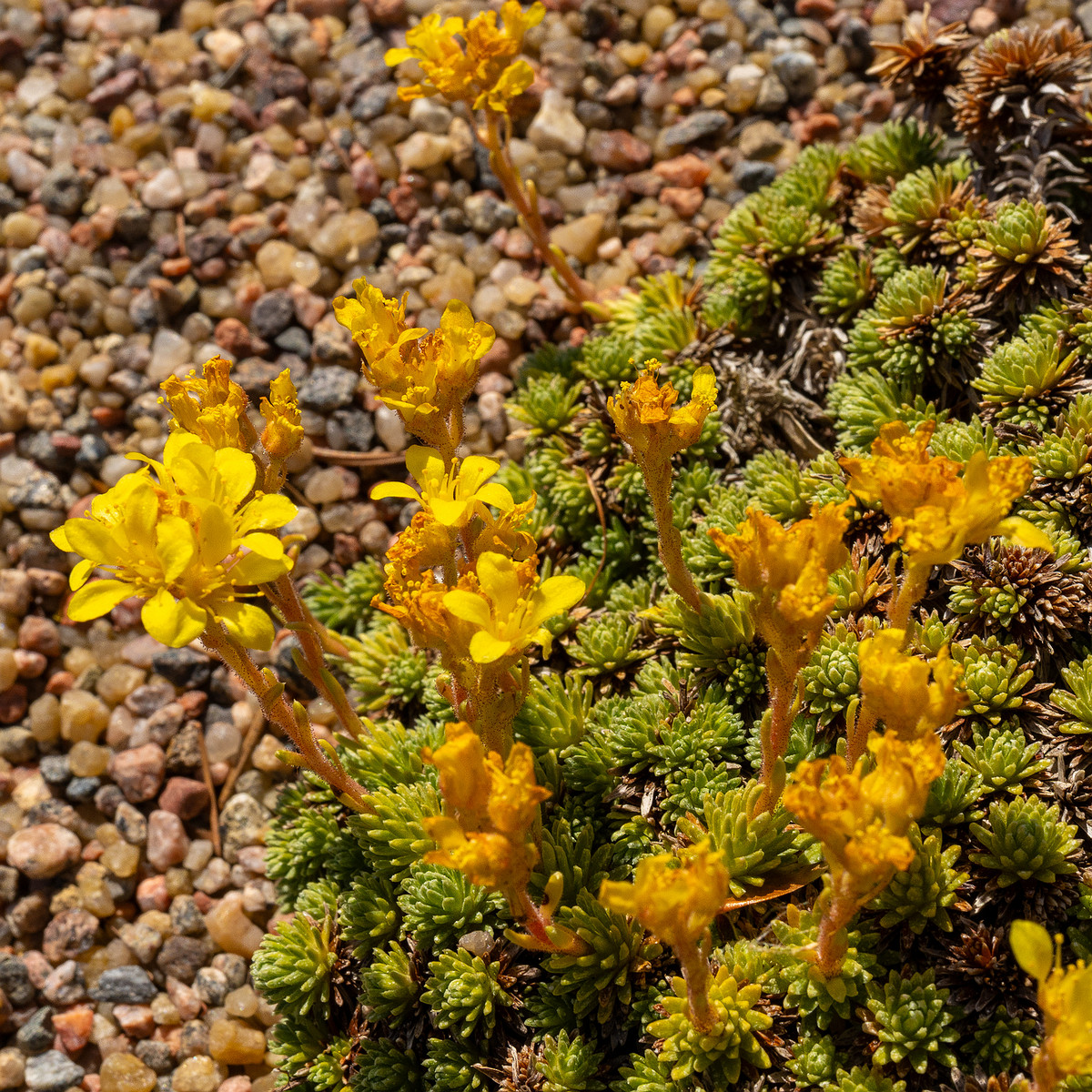 Камнеломка-Фердинанда-Кобургского_Saxifraga-ferdinandi-coburgi_1-7