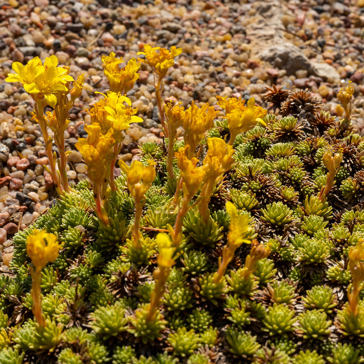 Камнеломка-Фердинанда-Кобургского_Saxifraga-ferdinandi-coburgi_1-8