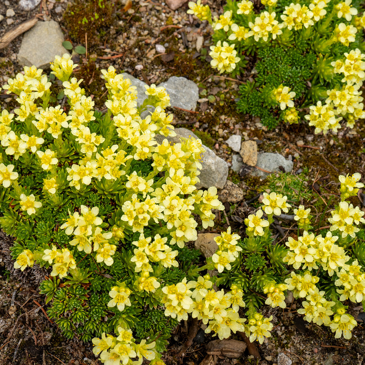 tallinn-botanical-garden-60