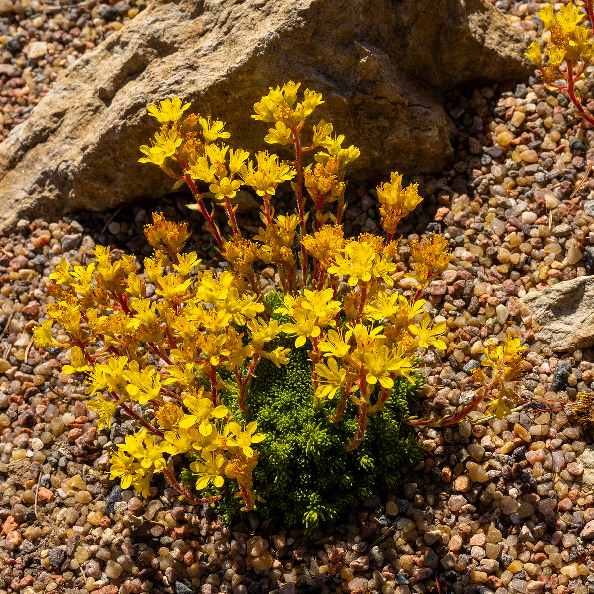 Камнеломка-x-Эудокса_Saxifraga-x-eudoxiana_1-1