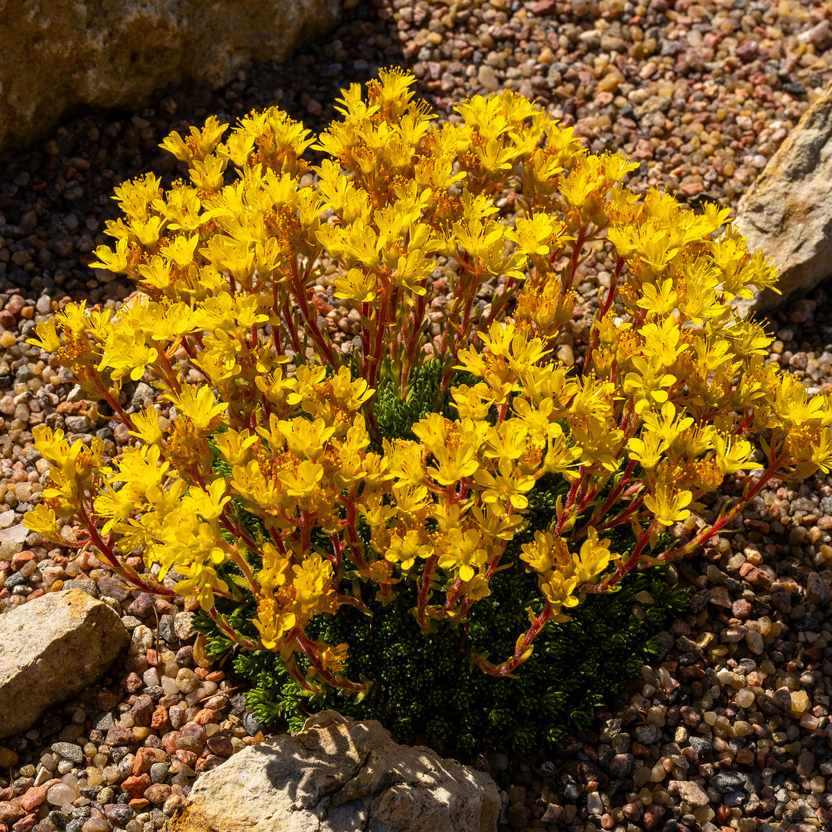 Камнеломка-x-Эудокса_Saxifraga-x-eudoxiana_1-2