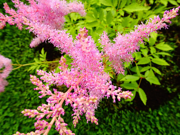 Астильба японская - Astilbe japonica