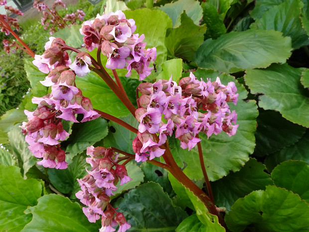 Бадан толстолистный - Bergenia crassifolia