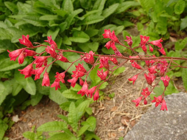 Гейхера кроваво-красная - Heuchera sanguinea