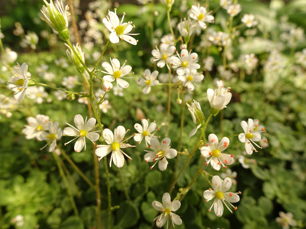 Камнеломка клинолистная - Saxifraga cuneifolia