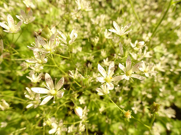 Камнеломка круглолистная - Saxifraga rotundifolia